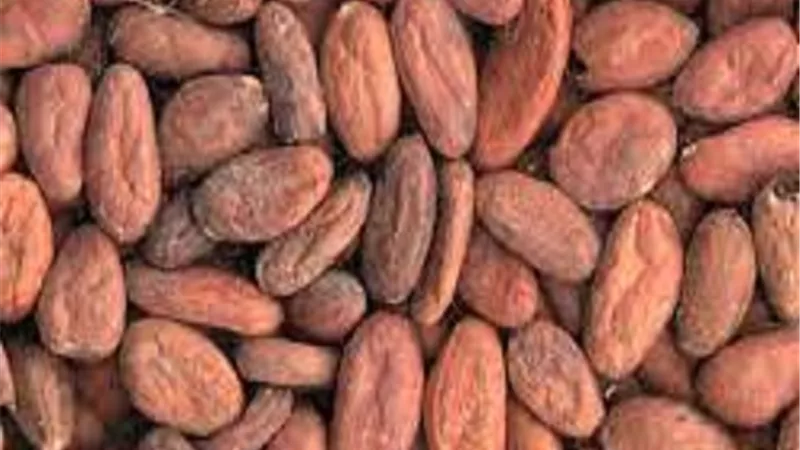 يحارب السمنة.. 5 فوائد سحرية لبذور الكاكاو