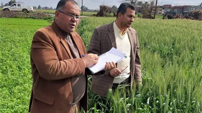 محافظ كفرالشيخ يوجه بمتابعة زراعات القمح ومكافحة الأصداء والآفات