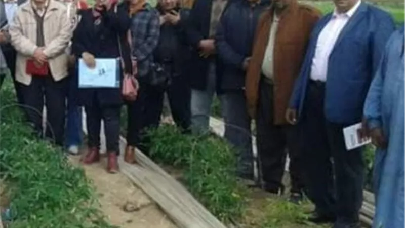 مدرسة حقلية بالإسماعيلية لحماية زراعات الطماطم من الصقيع والأمطار ..صور