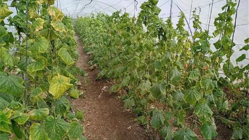 مدرسة حقلية عن زراعة الخيار لمزارعي قرية أم الزين بمركز الزقازيق