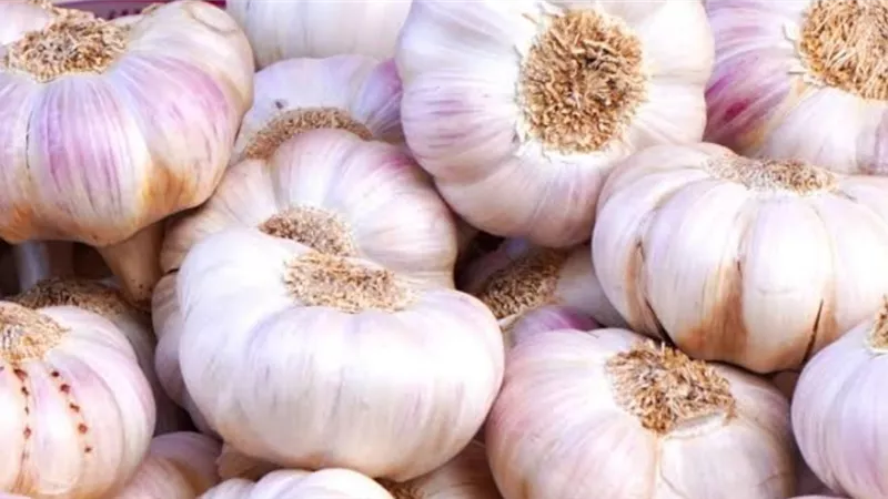 طرق استخدام الثوم للتخلص من جرثومة المعدة