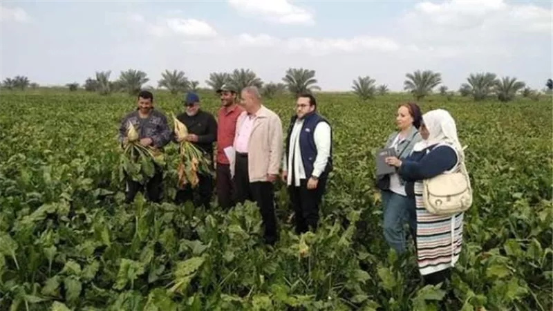 الزراعة تكثف متابعات المحاصيل السكرية في الإسماعيلية ..صور