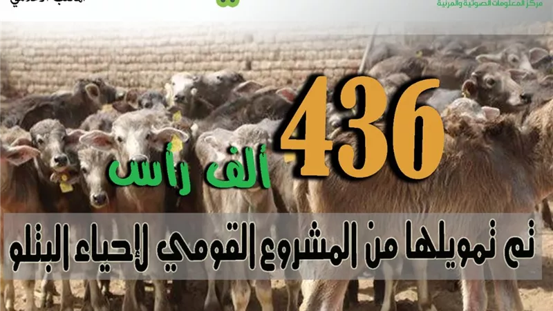 بالأرقام.. المشروع القومي لإعادة إحياء البتلو بإجمالي قروض 6.5 مليار جنيه