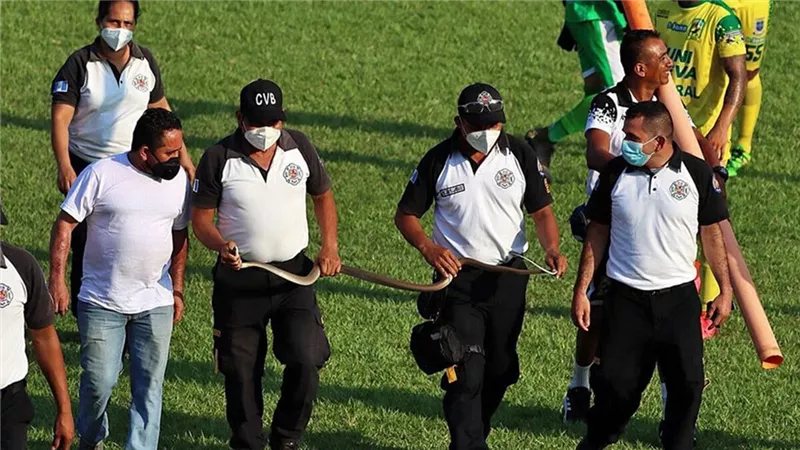 ثعبان كبير يقتحم مباراة كرة قدم.. شاهد ماذا فعل؟