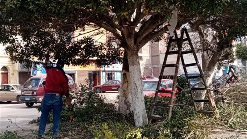 الإسماعيلية تستعيد وجهها الحضاري برفع كفاءة المسطحات الخضراء.صور