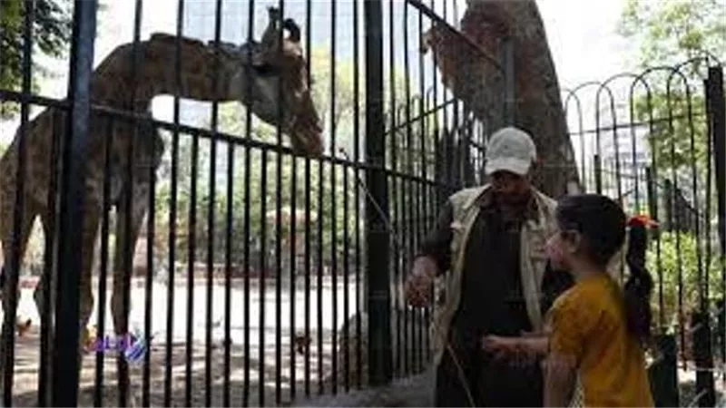 رئيس الإدارة المركزية لحدائق الحيوان ينفى زيادة سعر التذكرة إلى ٦٥ جنيها