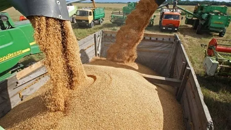 إعتباراً من أول مارس .. روسيا تعلن تخفيض رسوم تصدير القمح والشعير