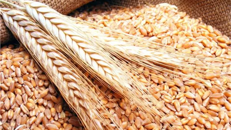 متحدث الوزراء يكشف استعدادات الدولة لمواجهة أزمة الاقماح بعد حرب روسيا وأوكرانيا