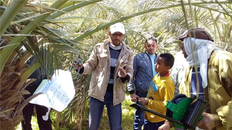الزراعة: مدرسة حقلية لتلقيح النخيل بالوادى الجديد