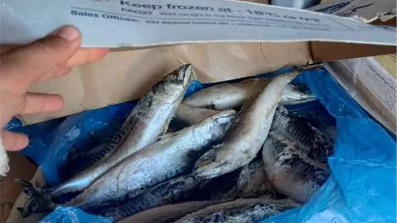بيطري الشرقية يحرر 9 محاضر ويضبط 3أطنان مواد غذائية لحوم وأسماك و جندوفلي مخالفة