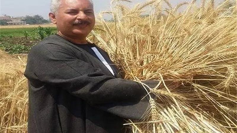خبير زراعي يكشف البدائل المتاحة أمام مصر لتوفير الاقماح