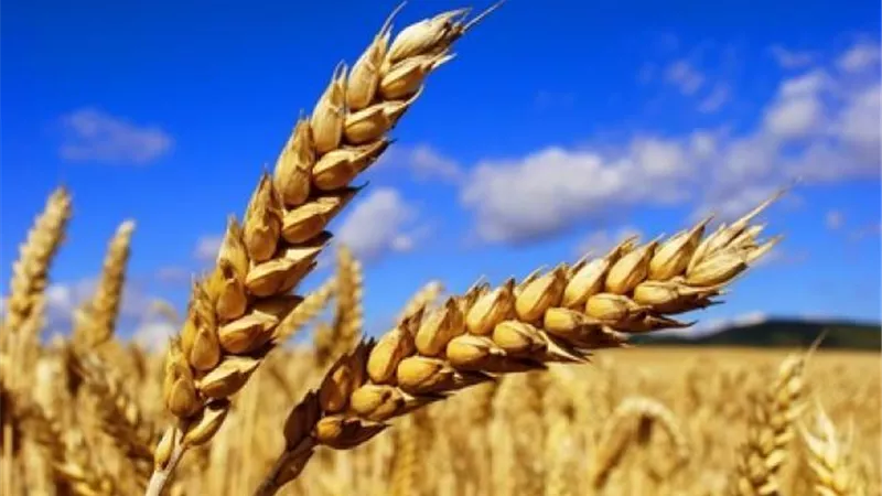 مصر تستبق الأزمة الأوكرانية الروسية بإجراءات طوال سنوات لتأمين إمدادات القمح.. فيديو جراف