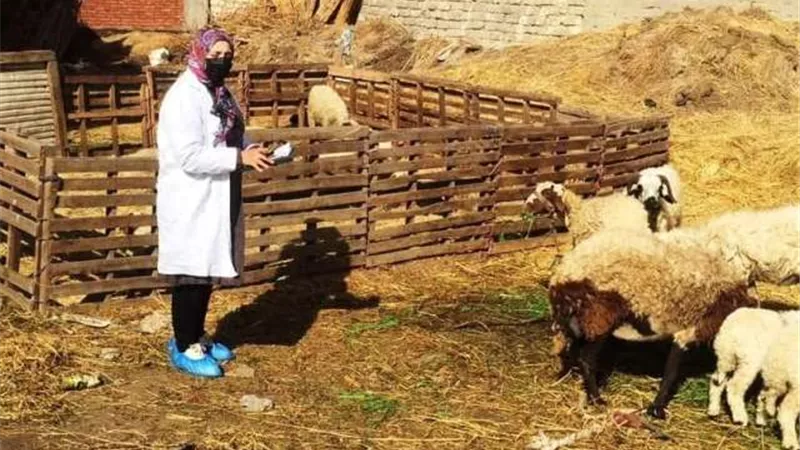 بيطري الشرقية يُجري الترصد الوبائي لـ395 قرية و43 سوقا والتقصي الوبائي لـ72 ألفا و517 رأس ماشية