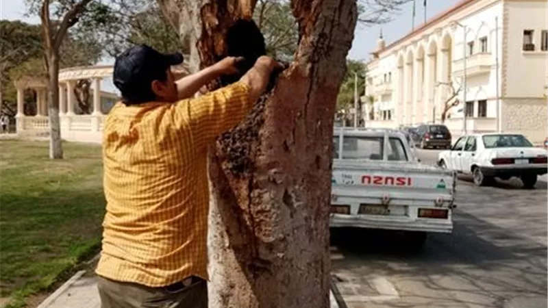 صيانة الأشجار النادرة بالمسطحات الخضراء في الإسماعيلية..صور