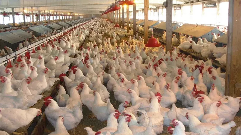 رئيس شعبة الثروة الداجنة: أسعار البيض تنخفض فى رمضان مع بداية دورة انتاجية جديدة