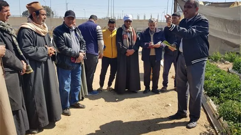 مدرسة حقلية لمزارعي الطماطم بالإسماعيلية ..صور