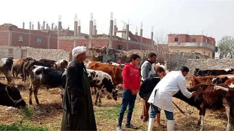 بيطري الشرقية يُحصن ويرقم ويسجل 235 ألف رأس ماشية للوقاية من الجلد العقدي والأغنام