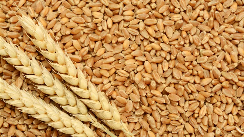 روسيا تستأنف تصدير القمح من موانئها على البحر الأسود