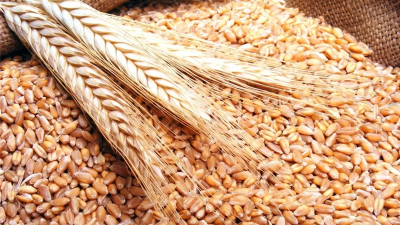 متحدث الزراعة: طورنا إنتاجية القمح في أقل من 10 سنوات