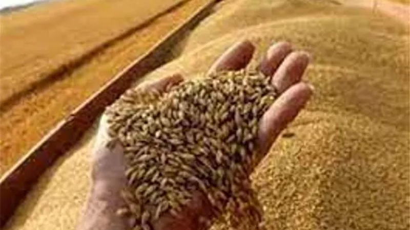 تموين أسيوط: 223 ألف فدان مزروعة قمح بالمحافظة.. ونستقبله أول أبريل.. فيديو