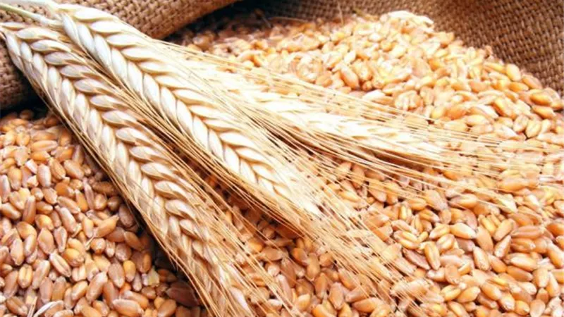 تراجع العقود الآجلة للقمح بأكثر من 7% في بورصة شيكاغو بأمريكا
