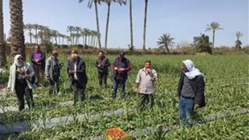 مدرسة حقلية عن شروط الفراولة التصديرية بالإسماعيلية ..صور