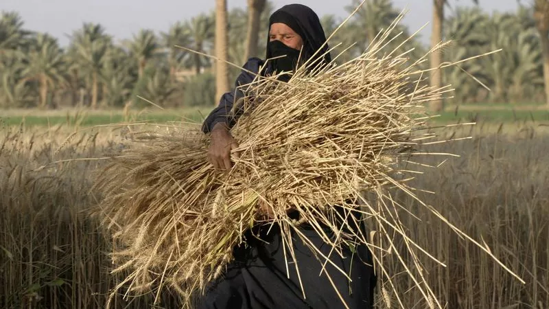العراق يتوقع وصول إنتاج القمح إلى 3 ملايين طن لهذا الموسم