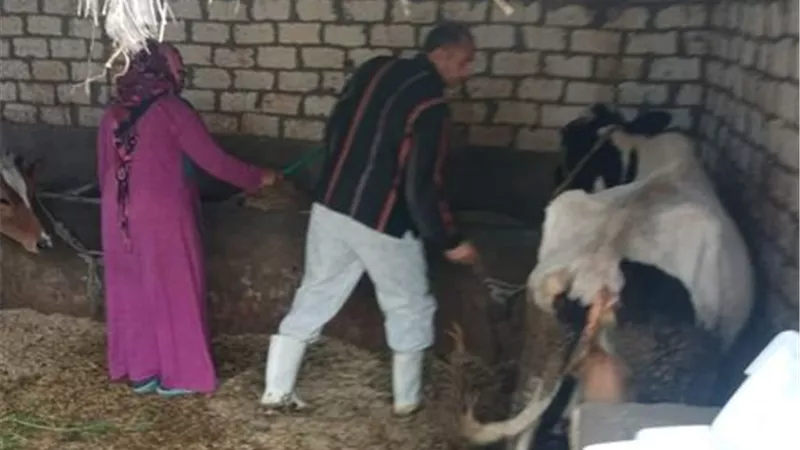 استمرار حملات التحصين ضد الحمي القلاعية في الإسماعيلية..صور