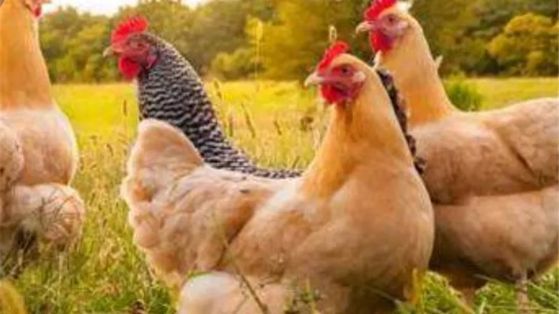 أسعار الدواجن اليوم الثلاثاء 22-3-2022