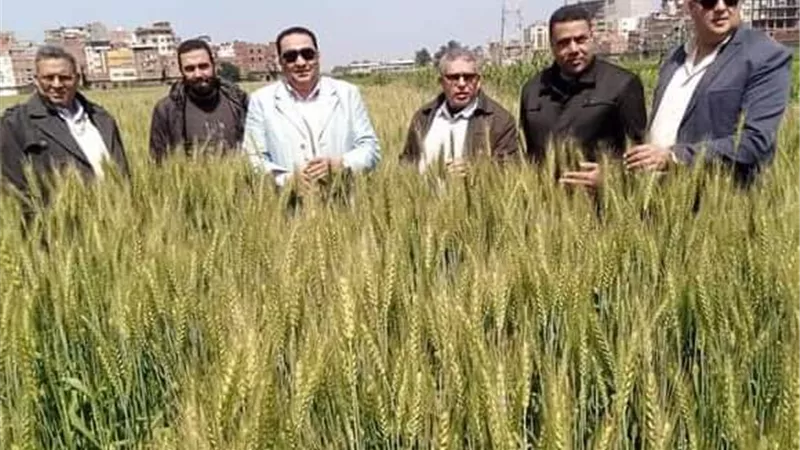زراعة دمياط تستعين بأئمة المساجد لحث المزارعين توريد القمح للشون
