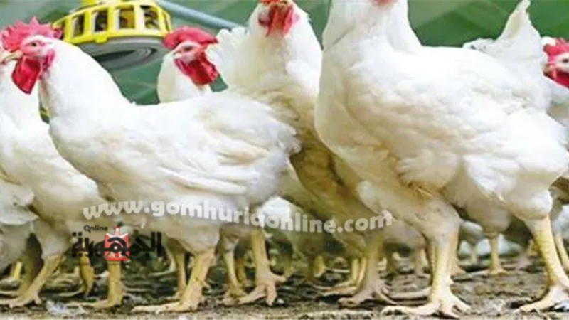 أسعار الدواجن اليوم الأحد 27-3-2022