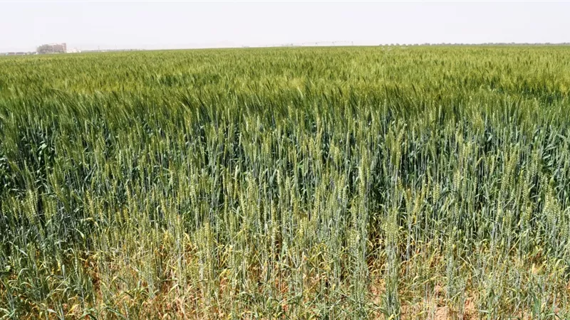 محافظ أسوان : حوافز الرئيس السيسى لدعم المزارعيين ستساهم فى زيادة توريد الأقماح