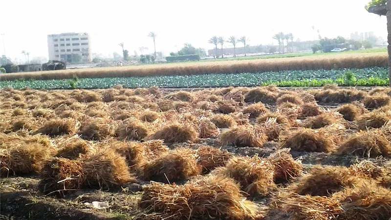 وزير التموين يعلن موعد بدء موسم التوريد القمح المحلي لعام 2022