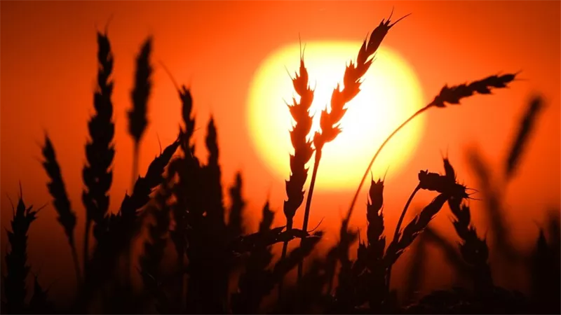 بجانب أزمة الطاقة ..خبير يحذر من أزمة غذائية عالمية بحلول الخريف
