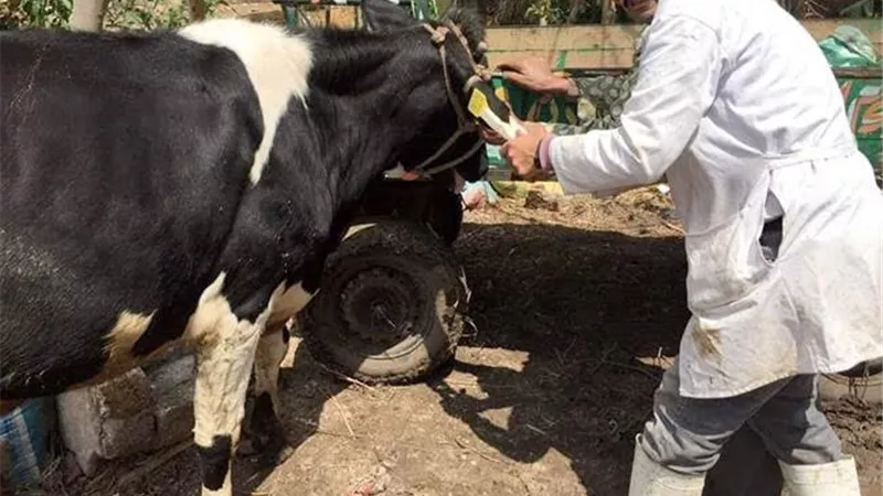 بيطري الشرقية يُجري المسح التناسلي والتلقيح الصناعى لـ19 ألف رأس ماشية