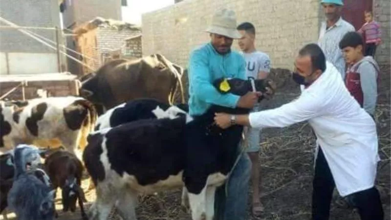 قافلة بيطرية من جامعة الزقازيق تعالج ألف و431 حيوان وطائر بقرية بالشرقية