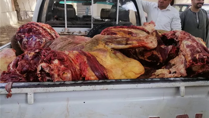 بيطرى المنيا : ضبط نصف طن لحوم تقريبا مذبوحة خارج المجازر