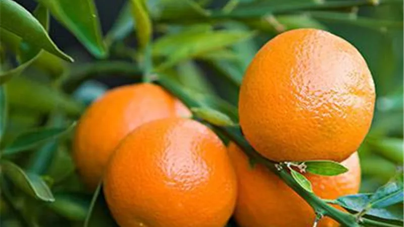 رغم صغر حجمها.. هذا ما تفعله حبة واحدة من هذه الفاكهة
