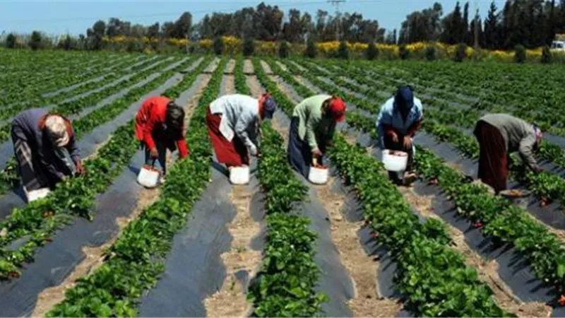 الزراعة : إقامة مشروعات تنموية لرفع مستوى دخول ومعيشة صغار المزارعين