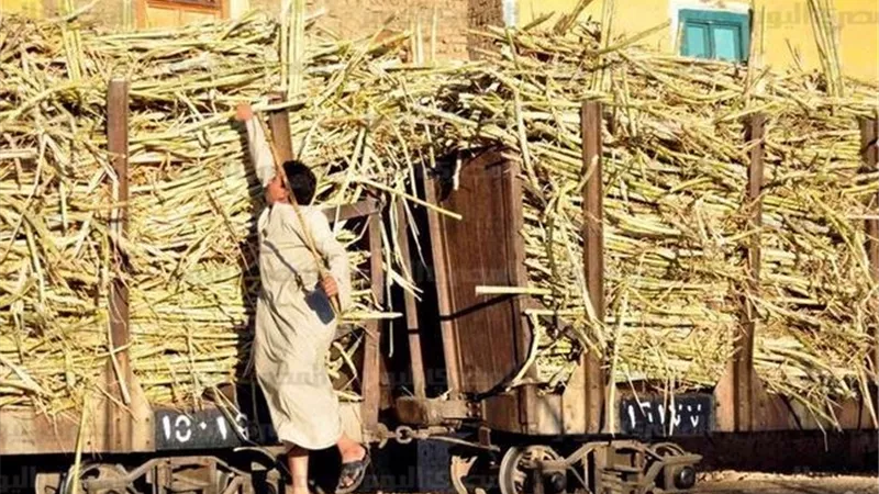 مصانع سكر نجع حمادي تتسلم مليون طن قصب من المزارعين
