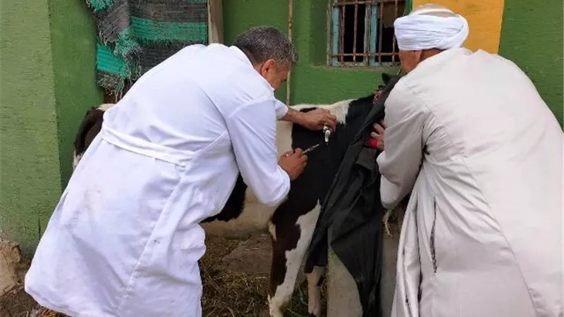 بيطري الشرقية يُحصن 413 ألف رأس ماشية للوقاية من مرض الحمى القلاعية والوادي المتصدع
