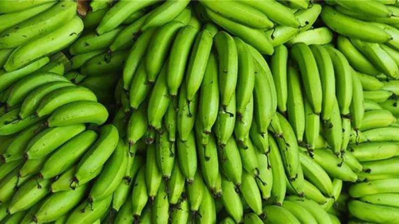 فوائد غير متوقعة للموز الأخضر