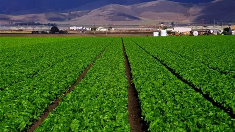 الريف المصري: قرض بـ20.5 مليون جنيه لإحدى شركات مشروع الـ1.5 مليون فدان