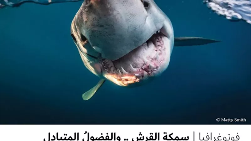 سمكة القرش .. والفضولُ المتبادل