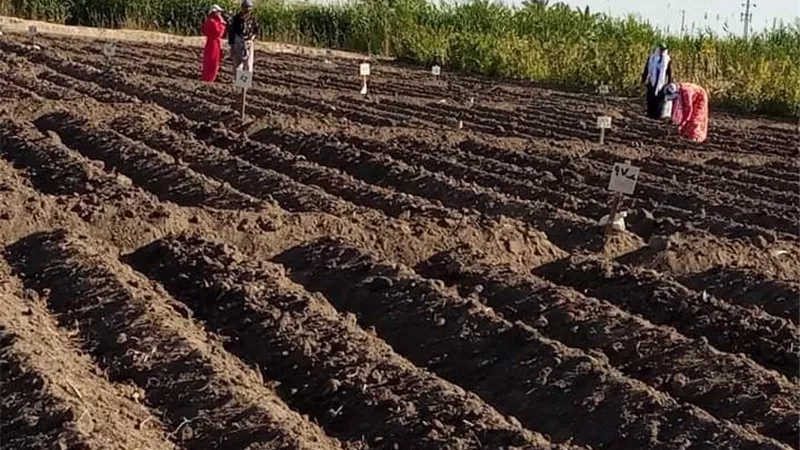 انطلاق موسم زراعة القطن شرق الإسماعيلية..صور