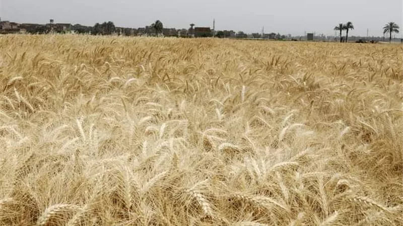محافظ سوهاج يتابع بدء توريد محصول القمح للشون والصوامع