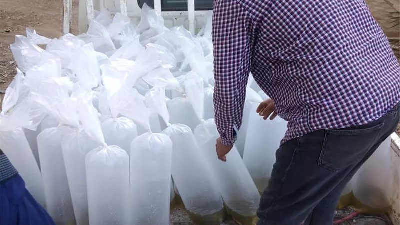 ضبط 16 ألف وحدة زريعة بلطي محملة على سيارة بالبرلس