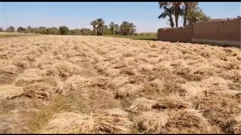 بدء موسم حصاد الذهب الأصفر بالأقصر والتوريد خلال أيام