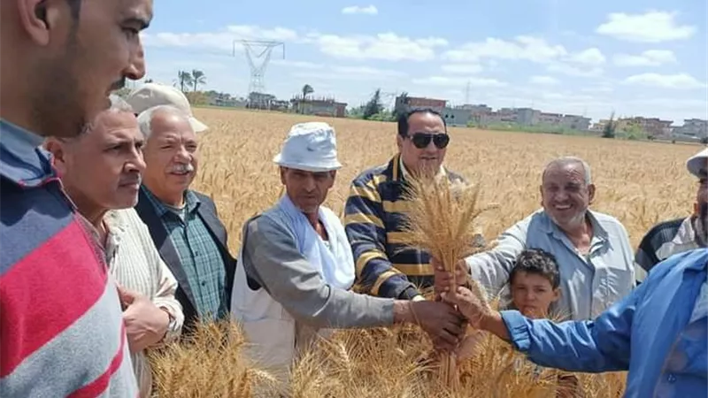 بشائر الخير.. ٢٢ أردب قمح للفدان بدمياط..صور