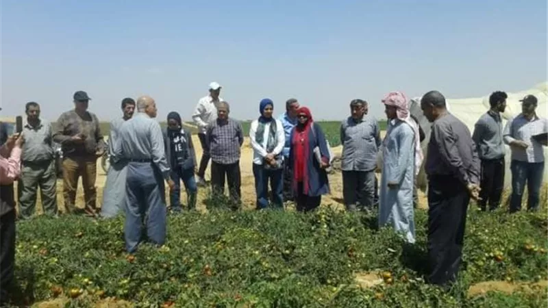 مدرسة حقلية لزيادة انتاجية محصول الطماطم بالإسماعيلية..صور